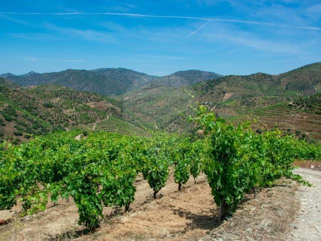 Terreno à venda em São João da Pesqueira
