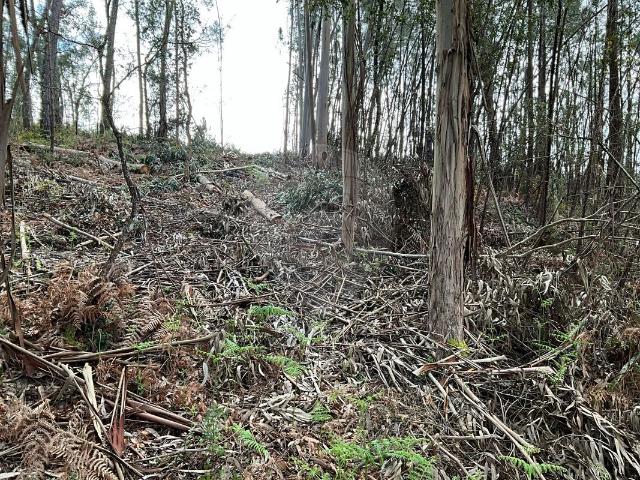 Terreno à venda em Soure