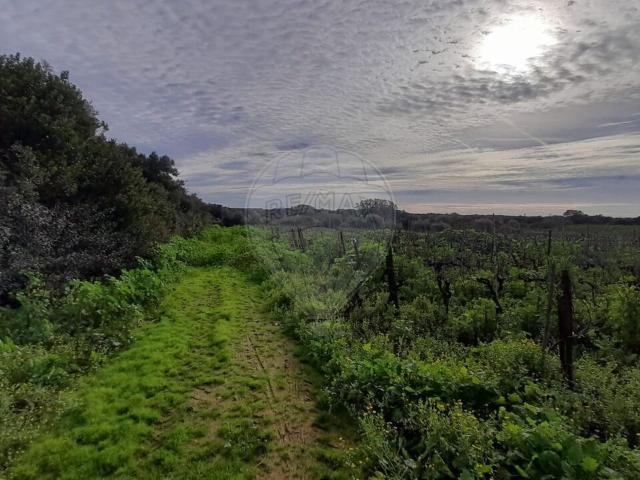 Terreno à venda em Santarém