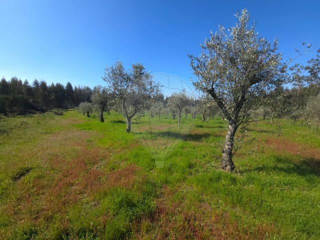 Terreno à venda em Seia