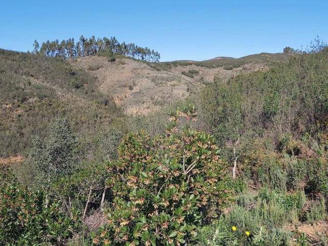 Terreno à venda em Silves