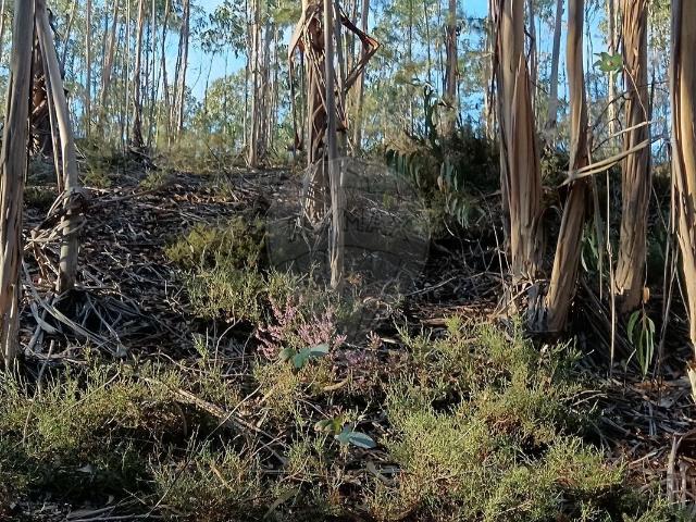 Terreno à venda em Pombal