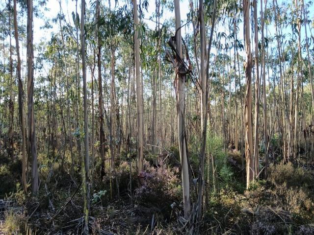 Terreno à venda em Pombal