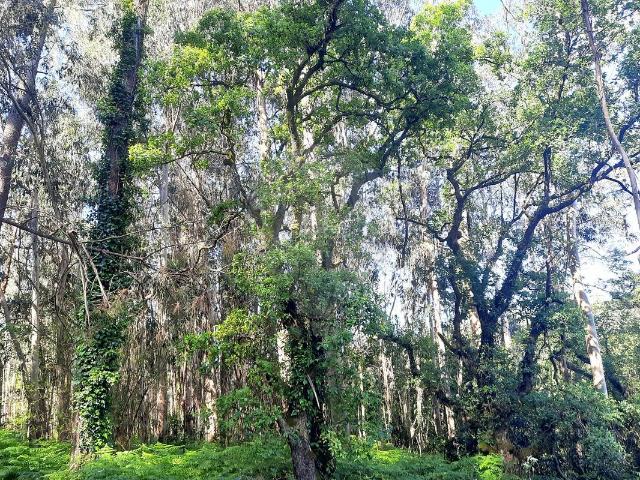 Terreno à venda em Pombal