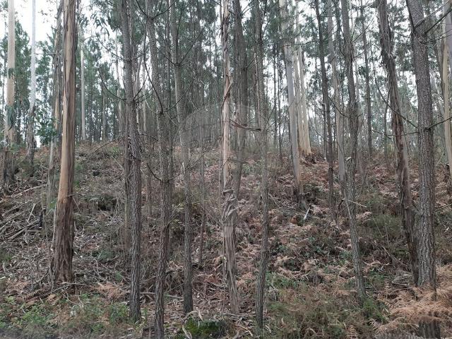 Terreno à venda em Pombal