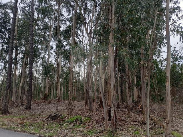 Terreno à venda em Pombal
