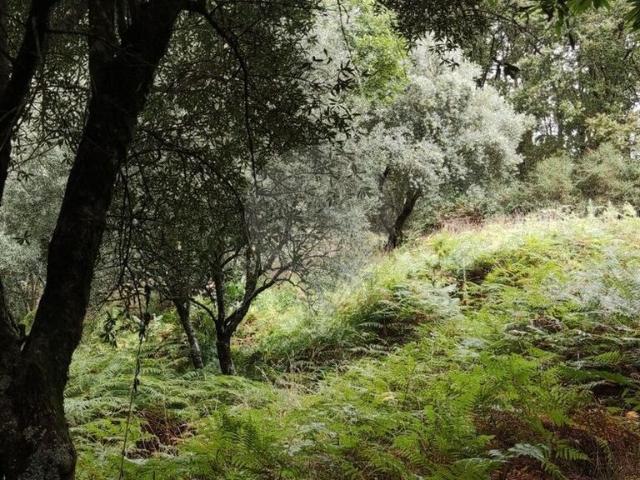 Terreno à venda em Ponte de Lima