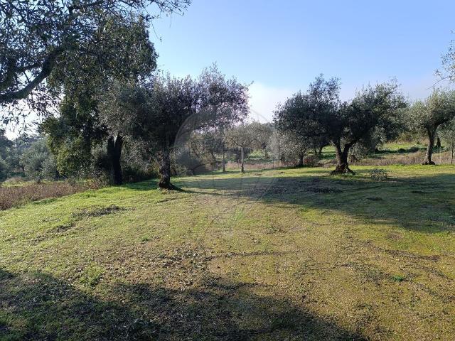 Terreno à venda em Penamacor