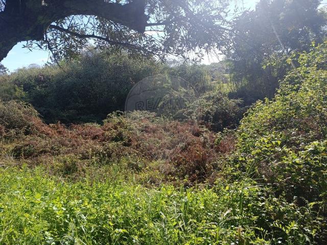 Terreno à venda em Penamacor