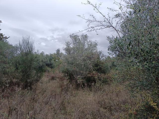 Terreno à venda em Penamacor