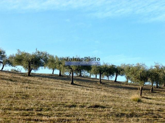 Terreno à venda Figueira de Castelo Rodrigo, Guarda