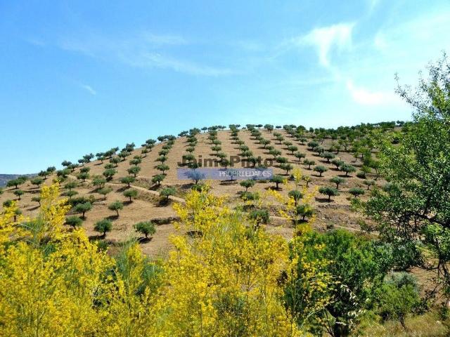 Terreno à venda Figueira de Castelo Rodrigo, Portugal