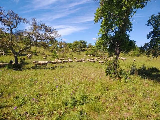 Terreno à venda Santiago do Cacém, Setúbal