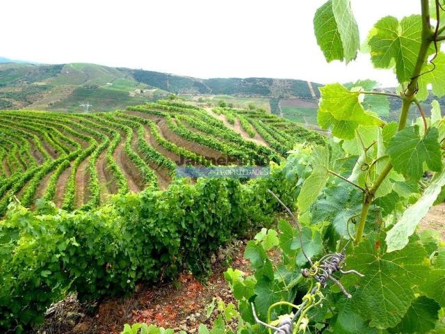 Terreno à venda Vila Nova de Foz Côa, Guarda
