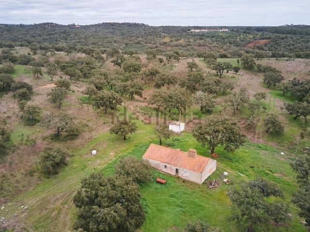 Terreno, Abela