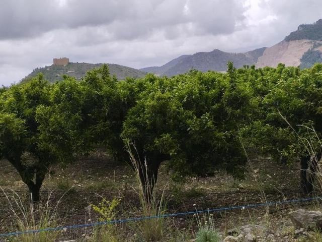 Terreno, Adsubia