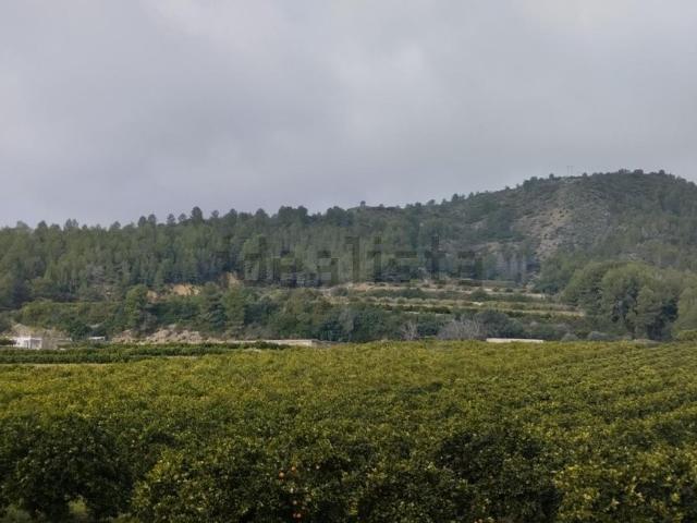 Terreno, Adsubia