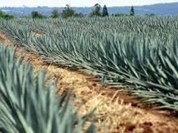 Terreno agavero en magdalena/tequila