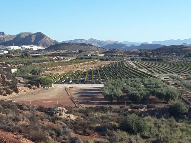 Terreno, Agost