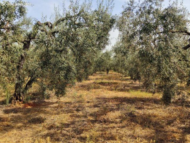 Terreno agrario Bollullos de la Mitación