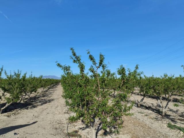 Terreno Agrario Lébor, Totana