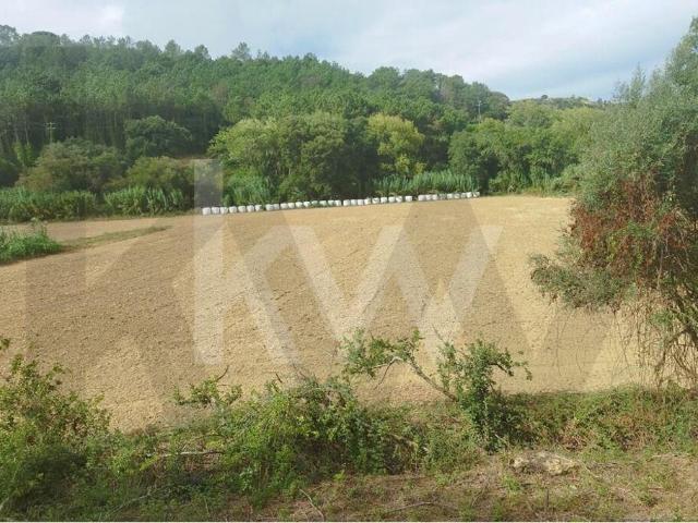 Terreno Agrícola com 7.125 m2 Santo Isidoro Ericeira