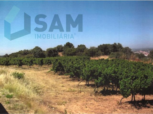Terreno Agrícola com Vinha Produtiva Serra da Vila, Torres Vedras