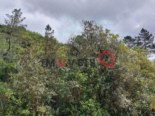 Terreno Agrícola com alguma árvores de fruto | 26064061530