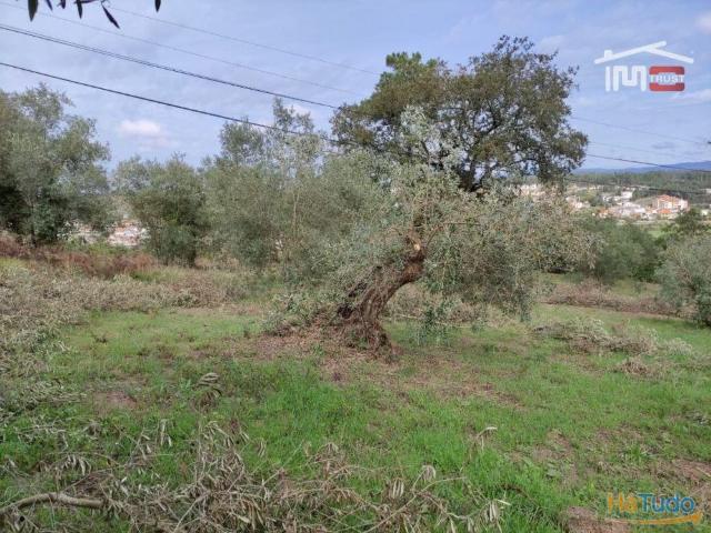 Terreno agrícola, com olival. | 26083421835