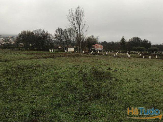 Terreno agrícola com oliveiras em Sonim | 26083587891