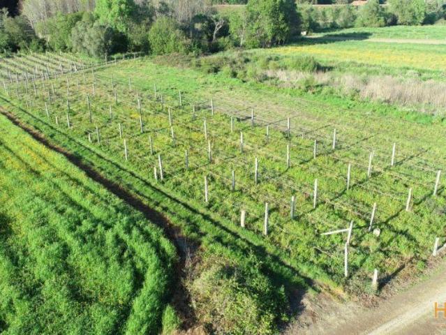 Terreno agrícola, como novo, para venda, Barcelos Durrães e Tregosa | 26083546076
