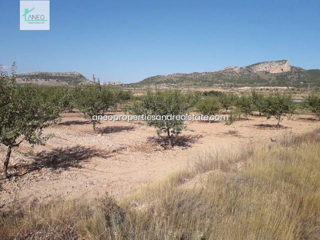 TERRENO AGRICOLA CON AGUA DE RIEGO Y CULTIVOS
