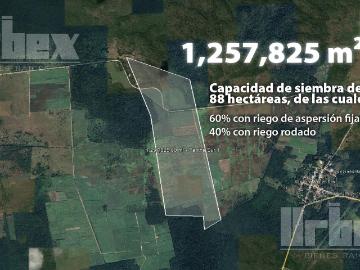 TERRENO AGR?COLA DE ENSUE?O EN VENTA, EN CHAMPOT?N, CAMPECHE