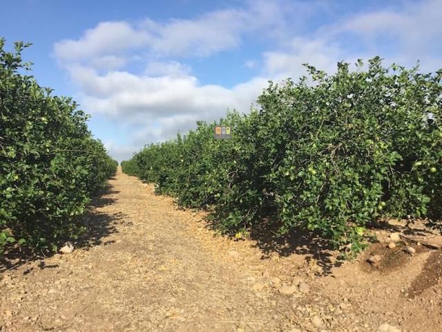 Terreno Agrícola de Limoneros en El Planet Altea