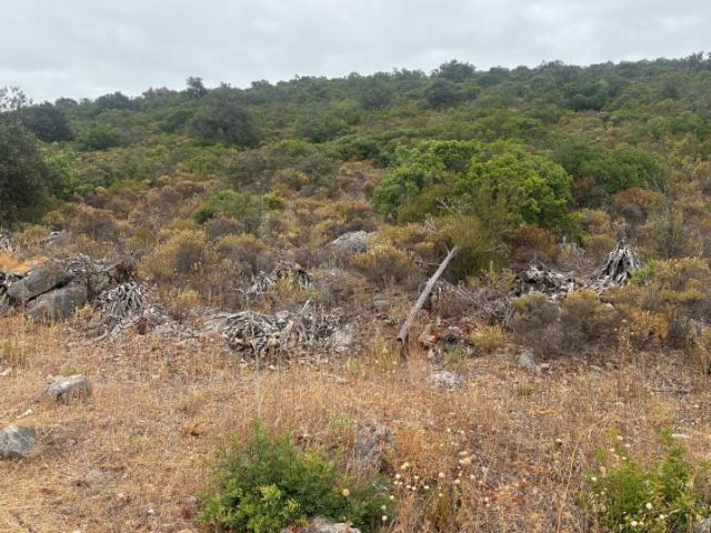 Terreno Agrícola de 10.900 m² entre Salir e Tôr, Algarve