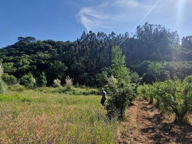 Terreno Agrícola em Azueira e Sobral da Abelheira