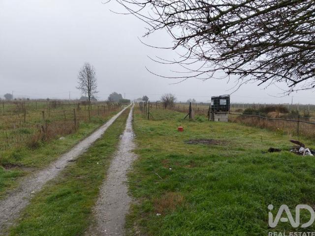 Terreno Agrícola em Almeirim