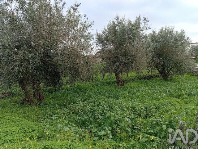 Terreno Agrícola em Ameixial