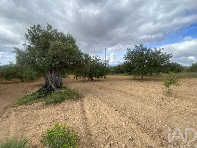 Terreno Agrícola em Loulé São Sebastião