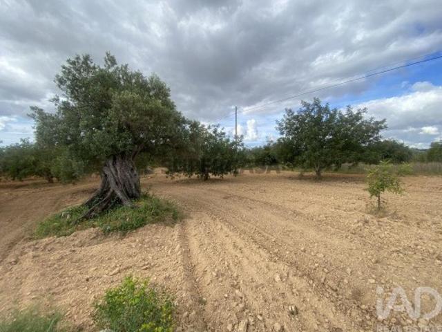 Terreno Agrícola em Loulé São Sebastião