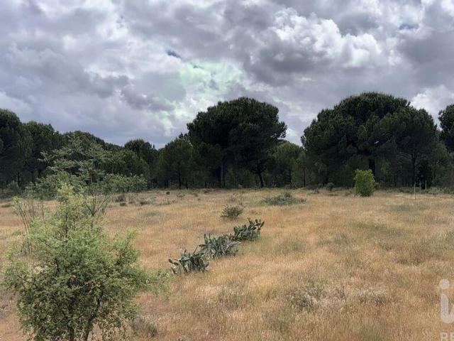 Terreno Agrícola em Pegões