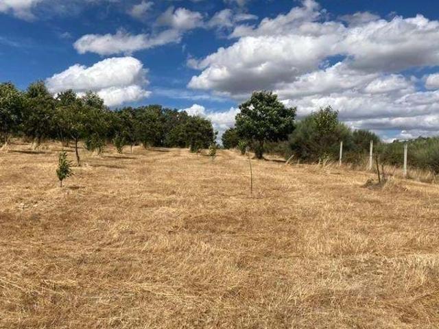 Terreno Agrícola em Pinela, Bragança