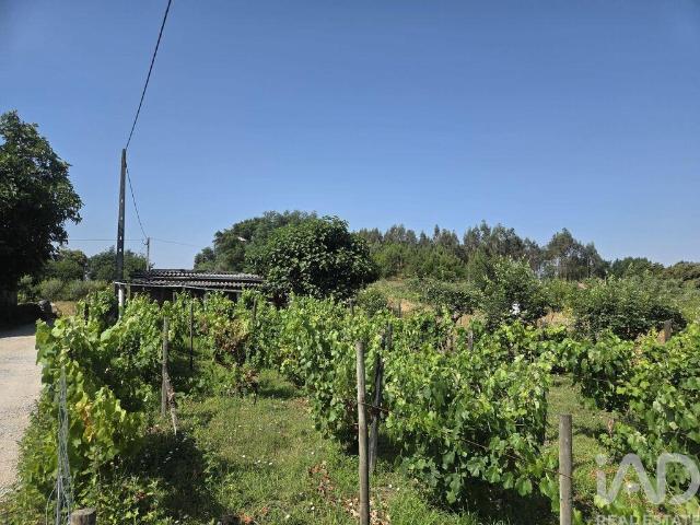 Terreno Agrícola em Santa Comba Dão e Couto do Mosteiro