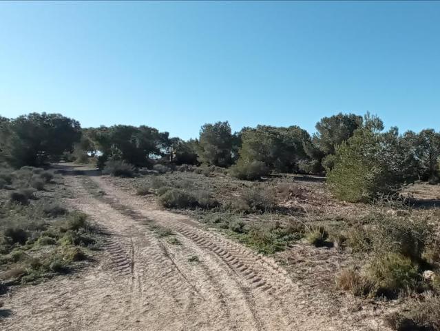 Terreno agrícola en Alicante: Oportunidad única de inversión