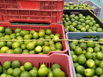 Terreno agricola en hecelchakan campeche