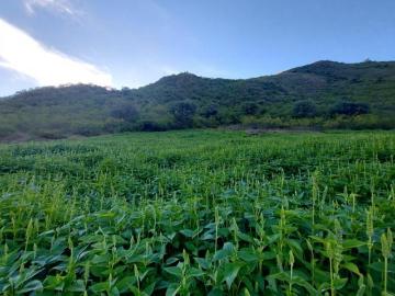 ¡Terreno Agrícola En Venta ! En Limatambo En El Sector De Chinchaybamba