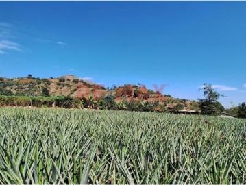 Terreno Agricola En Venta / Poroto / 3,700 M2 / $86 X M2