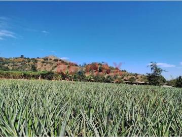 Terreno Agricola En Venta / Poroto / 3,700 M2 / $86 X M2