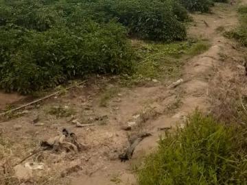 TERRENO AGRÍCOLA EN VENTA