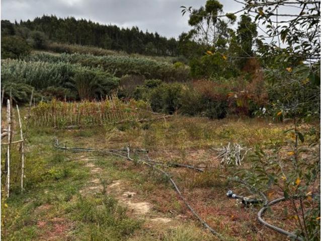 Terreno agricola localizado na Freguesia da Lourinhã